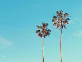 Two brown palm trees photo