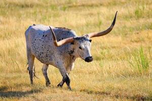 White and black longhorn