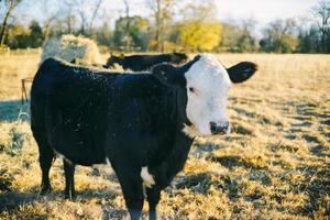 Black and white cow  photo