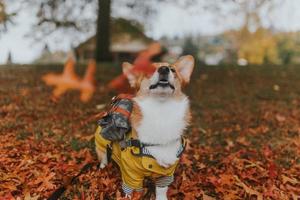 White dog on ground photo