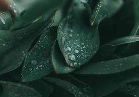 Water drops on green leaf plant photo