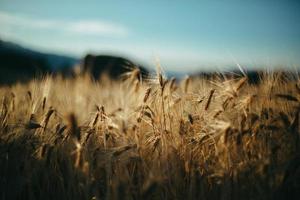 Stalks in a wheat field with blue sky photo