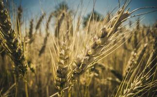 Tall wheat grass photo