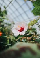 White and red petaled flower photo