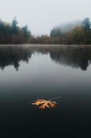 Brown leaf on body of water photo