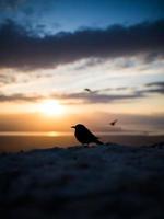 Silhouette of bird  photo