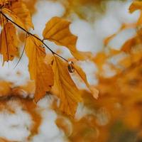 Close-up of ring on autumn leaves photo