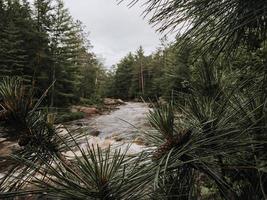 árboles y plantas cerca del río. foto