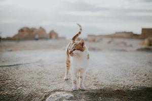 Orange and white tabby cat  photo