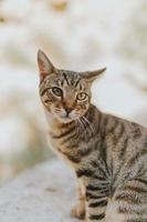 Brown tabby cat photo