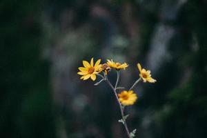 Closeup of yellow flower photo