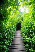 Wooden steps in forest photo