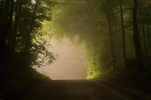 Dirt road thru green forest photo