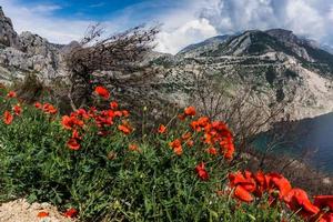 amapolas rojas junto a un cuerpo de agua foto