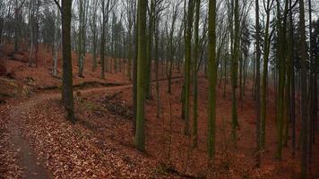 Trees and autumn leaves photo