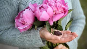 Woman holding peonies and pinecone photo