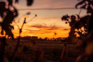 Silhouette of plants at golden hour photo