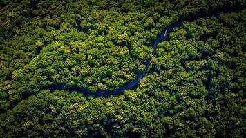 Vista aérea de una carretera y árboles verdes. foto