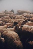 Close-up of herd of sheep photo