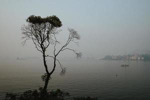 Lonely tree on a foggy day photo