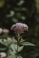 Pink wildflower in field photo