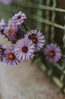 Purple flowers growing through fence photo