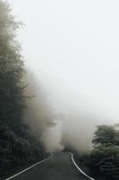 Green trees covered with fog photo