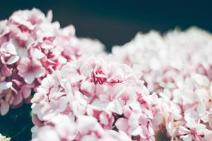 Close-up pf pink and white hydrangea flowers photo