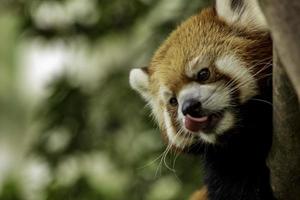 Close-up of red panda photo