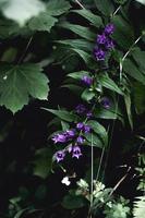 Close-up of purple bellflowers photo