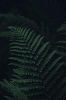 Green fern plant in close up photography
