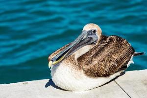 Brown and white pelican on concrete near water photo