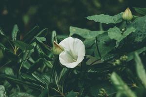 flor blanca de la gloria de la mañana foto