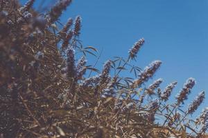 Purple flower bush photo