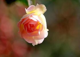 Pink rose bud photo