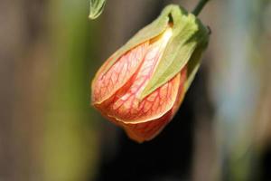 Hibiscus bud close up photo