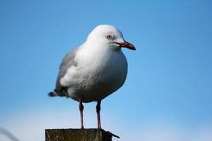 gaviota de pico rojo foto