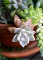 Succulent in pot photo