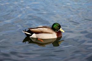 Duck in a pond photo