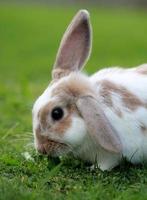 Mini lop bunny photo