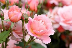 Pink rose bush photo