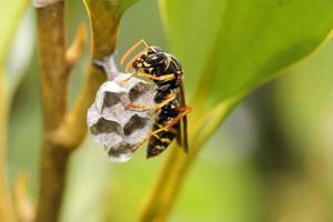 Wasp building a nest photo