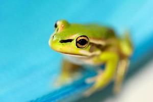 Tiny green bell frog photo