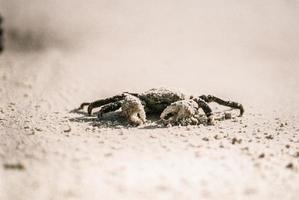 Crab on white sand photo