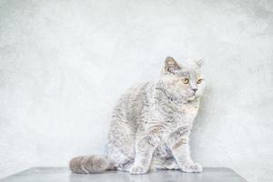 Photo of white cat