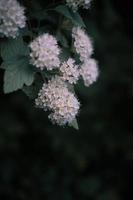 White flowered plant photo