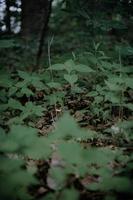 Green grass under trees in forest photo