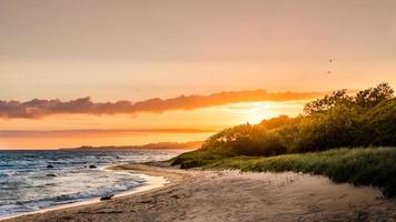 Green grass near a sandy beach photo