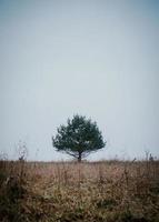 solo árbol verde foto