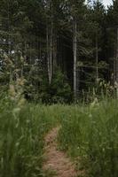 Path surrounded with green grass photo